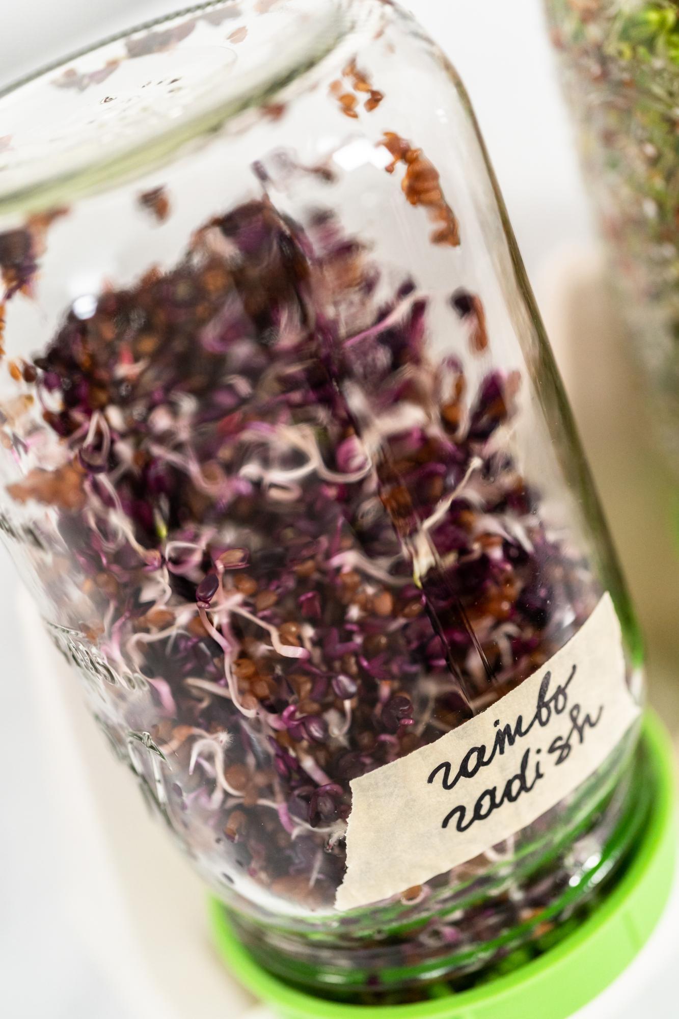 Close detail of preserved herbs and labels